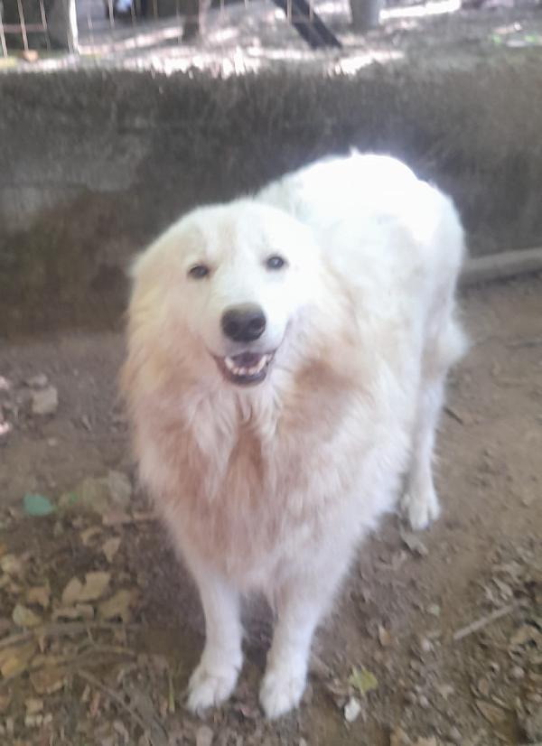 Mary – 6 Anni, Simil Pastore Maremmano, Taglia Medio-Grande (27-30 Kg)